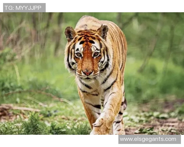 蒙特瑞与墨西哥老虎的巅峰对决谁能笑到最后